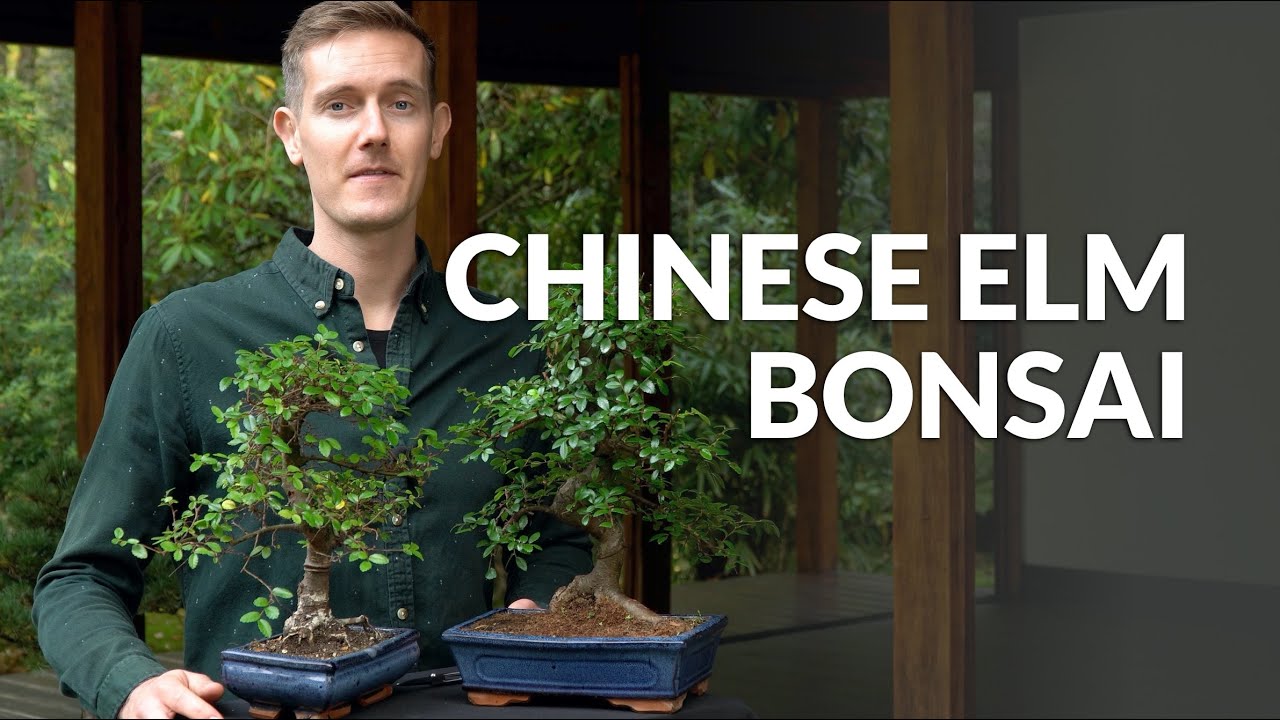 bonsai chino