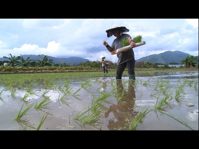 campos de arroz en china