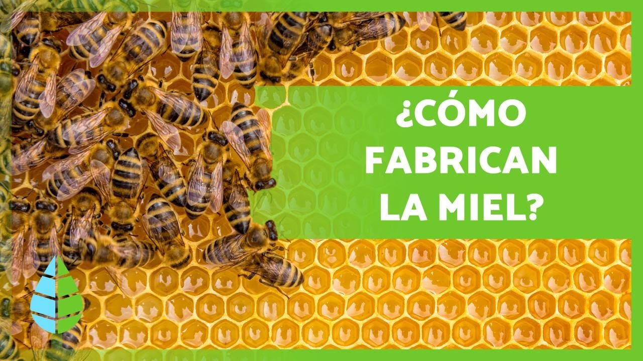 cómo se escribe la miel