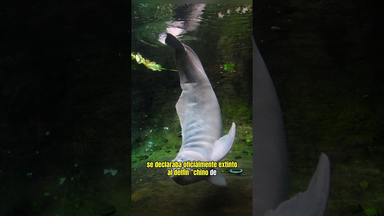 delfin chino