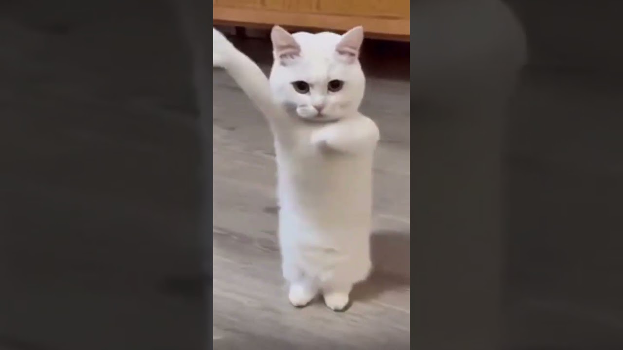 kitty en chino