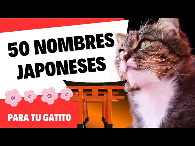 nombres chinos para gatos